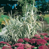 Arundo donax (Canna di palude)