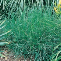 Bouteloua curtipendula