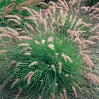 Pennisetum orientale