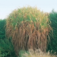 Miscanthus floridulus