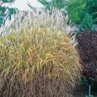 Miscanthus sacchariflorus