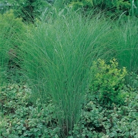 Miscanthus sinensis