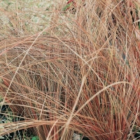 Carex buchananii