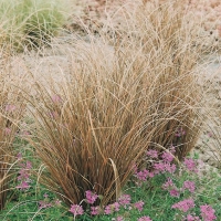 Carex comans 'Bronze Form'