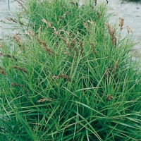 Carex muskingumensis