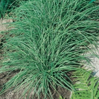 Carex ornithopoda 'Variegata'
