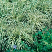 Carex oshimensis 'Evergold'