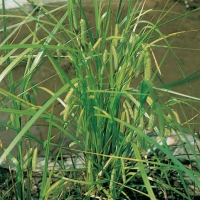 Carex pseudocyperus