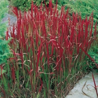 Imperata cylindrica 'Red Baron'