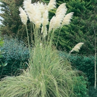 Cortaderia selloana