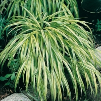 Hakonechloa macra