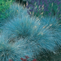 Festuca 'Elijah Blue'