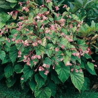 Begonia grandis