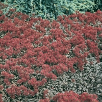 Acaena microphylla 'Kupferteppich'