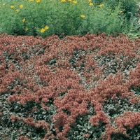 Acaena novae-zelandiae