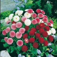 Bellis perennis