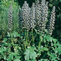 Acanthus hungaricus