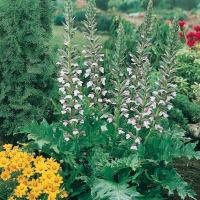 Acanthus mollis