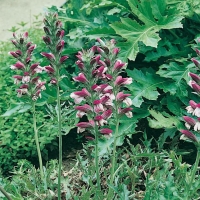 Acanthus spinosus