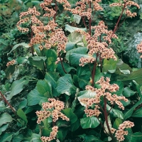 Bergenia 'Bressingham Salmon'