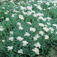 Achillea ageratifolia