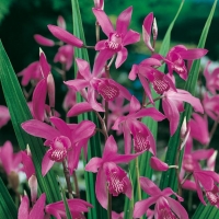 Bletilla striata