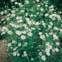 Boltonia asteroides