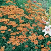 Achillea 'Feuerland'