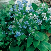 Brunnera macrophylla