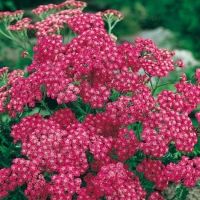 Achillea millefolium