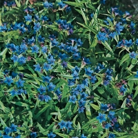 Buglossoides purpurocaerulea