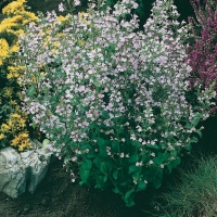 Calamintha nepeta