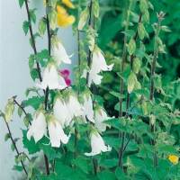 Campanula alliariifolia