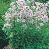 Campanula lactiflora