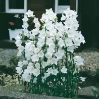 Campanula persicifolia