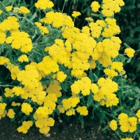 Achillea 'Moonshine'