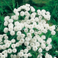 Achillea ptarmica