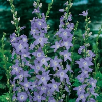 Campanula pyramidalis