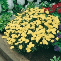 Achillea 'Taygetea'