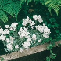 Achillea umbellata