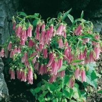 Campanula 'Elizabeth'