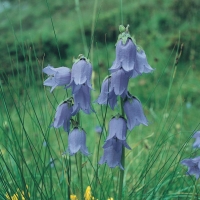 Campanula barbata