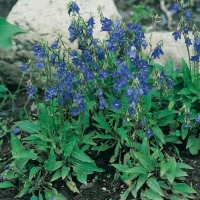 Campanula collina