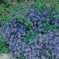 Campanula portenschlagiana