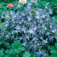 Campanula poscharskyana 'Blauranke' ('Blue Gown')