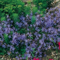 Campanula poscharskyana 'Stella'