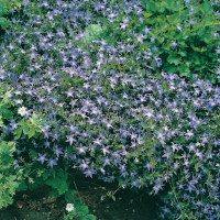 Campanula 'Birch hybrid'