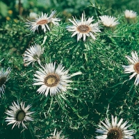 Carlina acaulis ssp. simplex