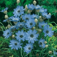 Catananche caerulea