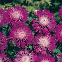 Centaurea pulcherrima